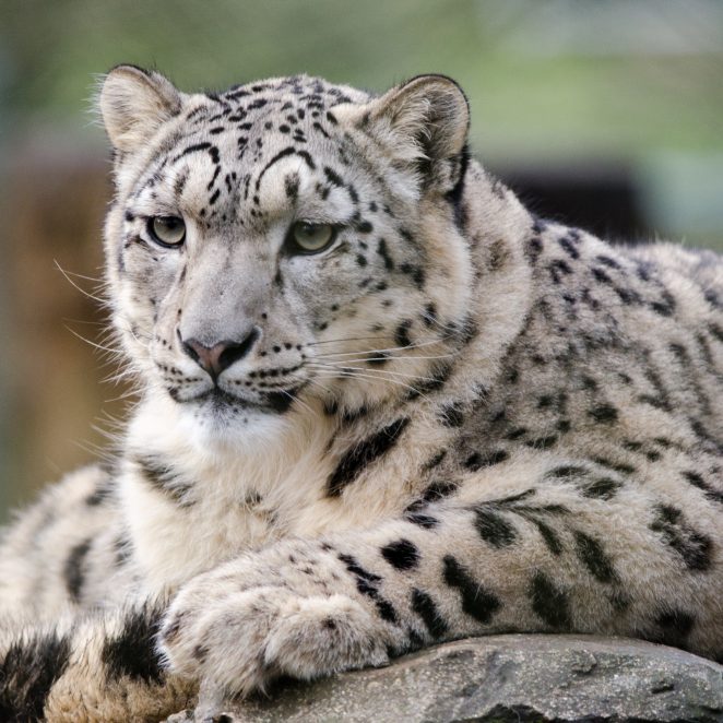 Wienerberger UK&I Partners With Chester Zoo | Wienerberger UK